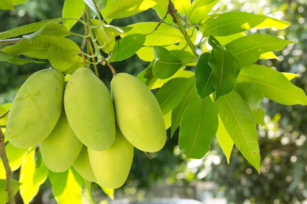 Haden Mango Tree