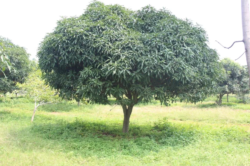 Glenn Mango Tree