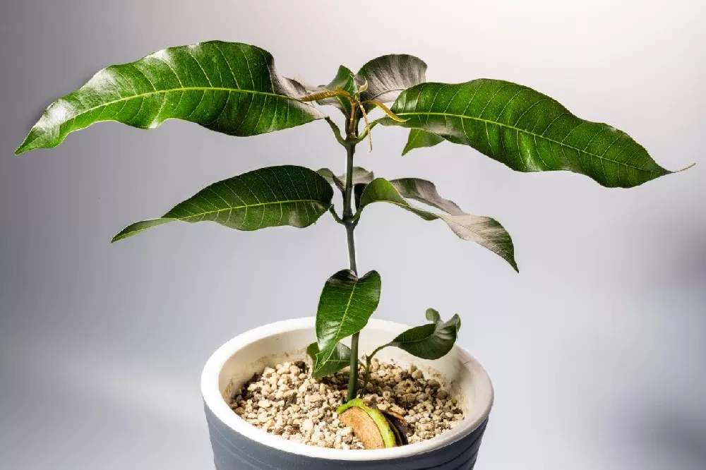 Glenn Mango Tree in a pot