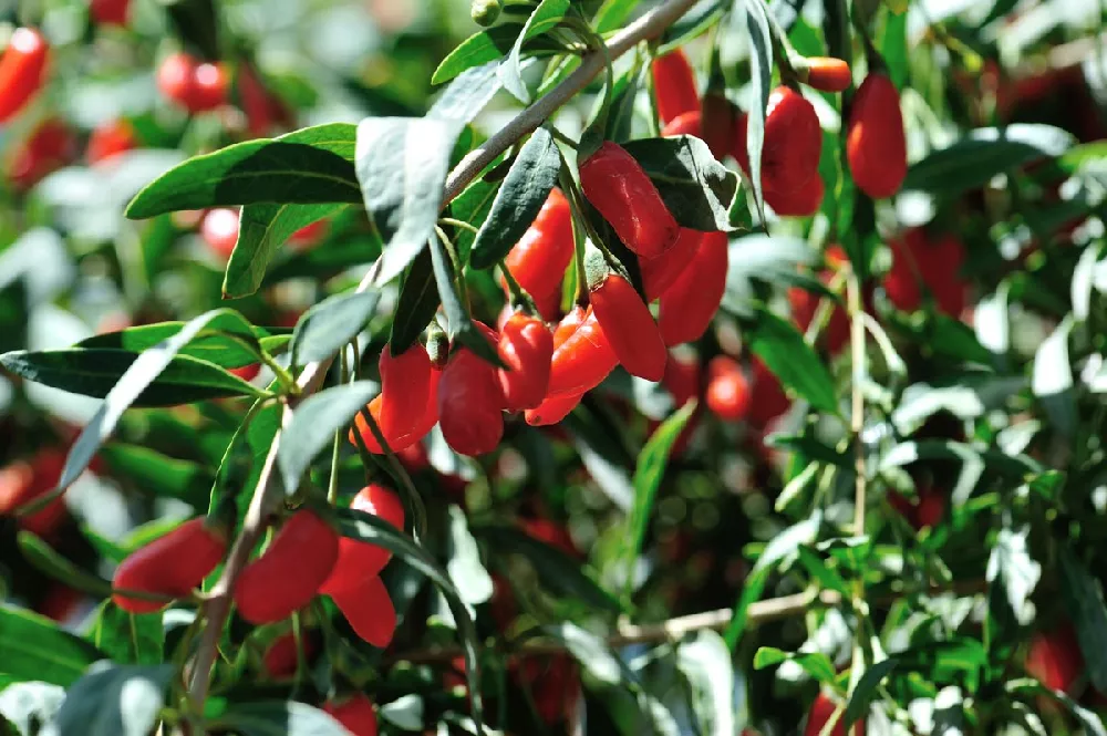 Goji Berry