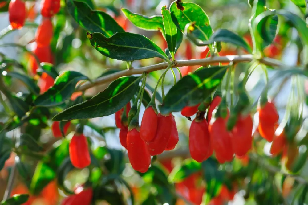 Goji Berry - USDA Organic