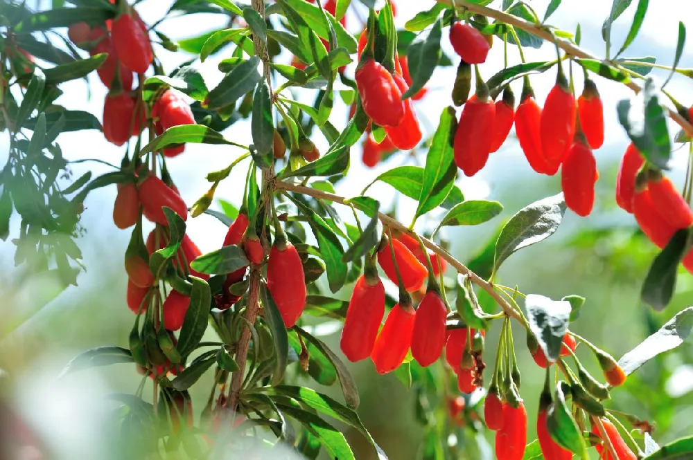 Goji Berry - USDA Organic