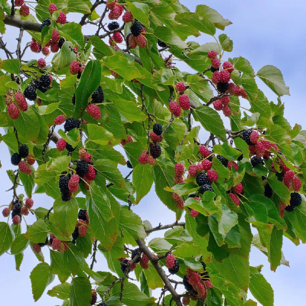 Black Beauty Mulberry Tree 2