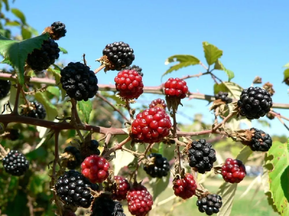 Black Beauty Mulberry Tree 3