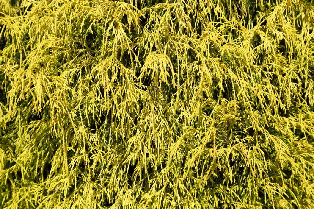 Gold Mop Cypress