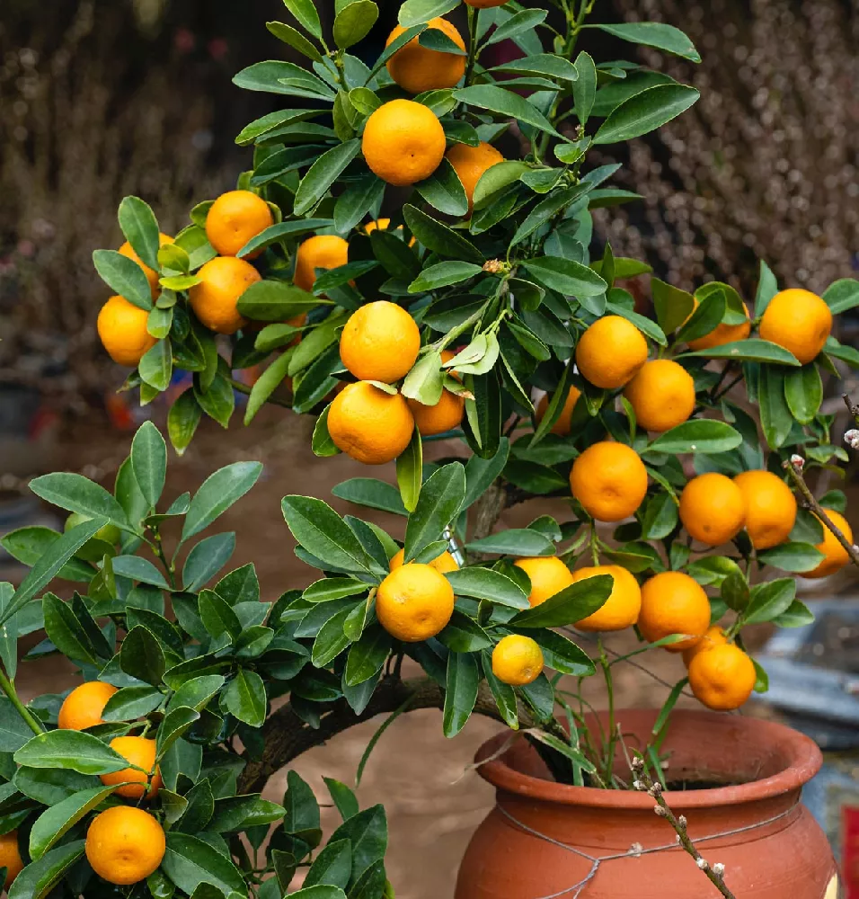 Gold Nugget Mandarin Tree