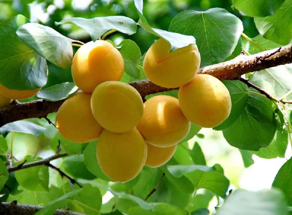 Gold Kist Apricot Tree 1