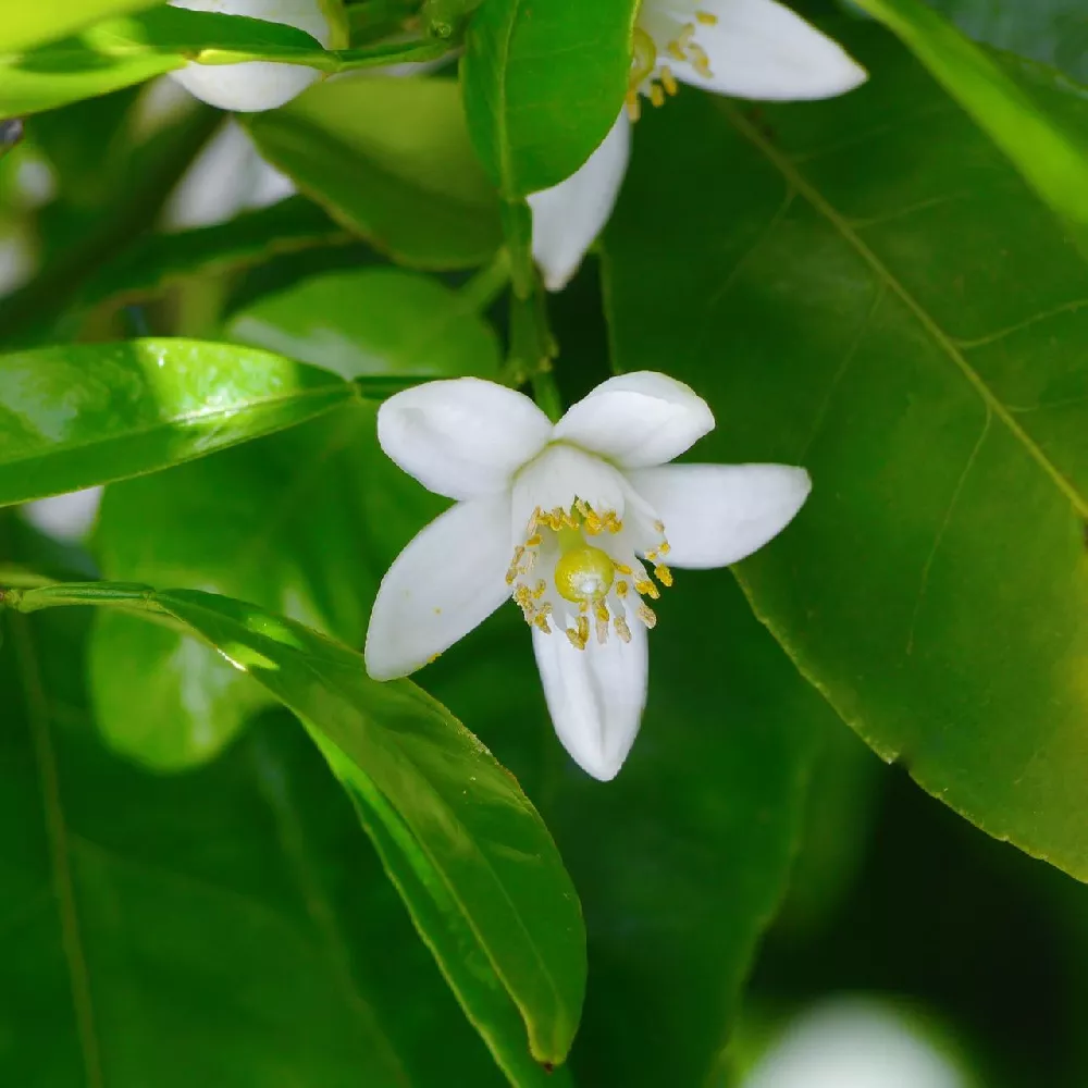 Gold Nugget Mandarin flower