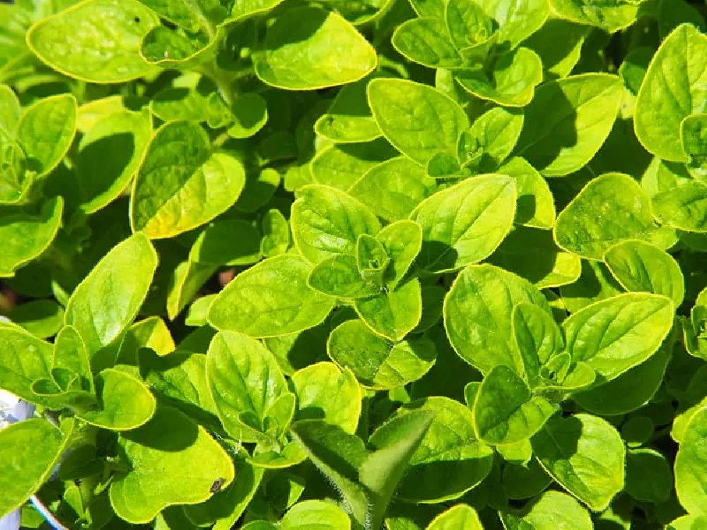 Golden Oregano