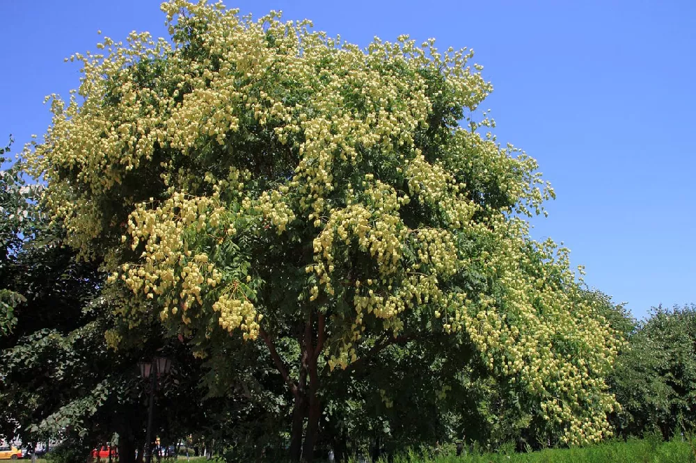 Golden Rain Tree