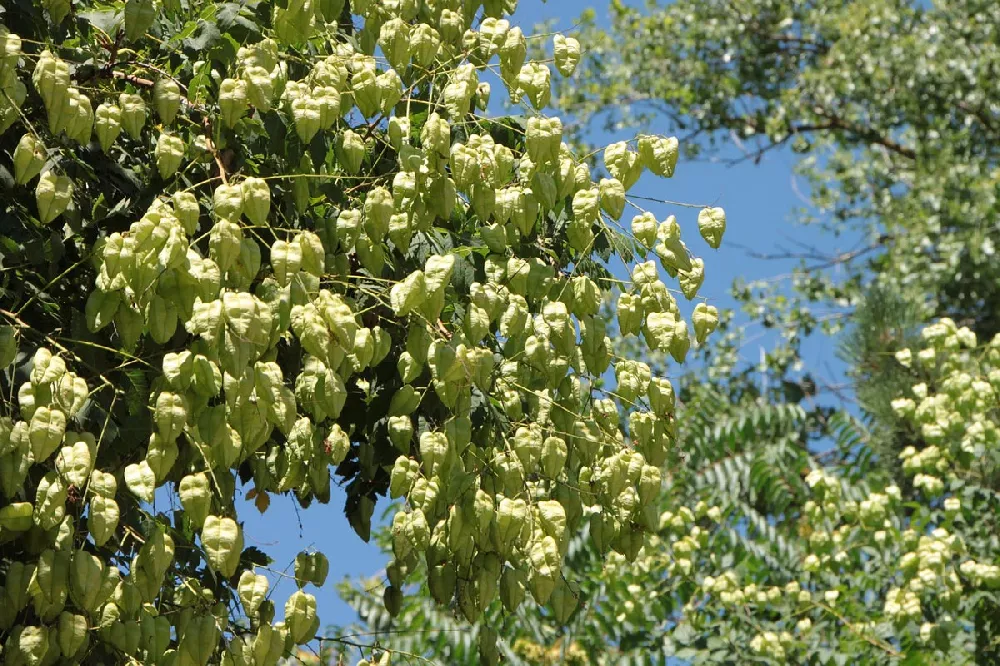 Golden Rain Tree close-up