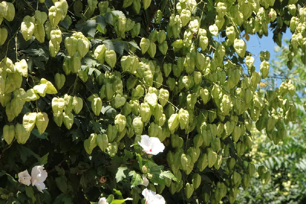 Golden Rain Tree 2