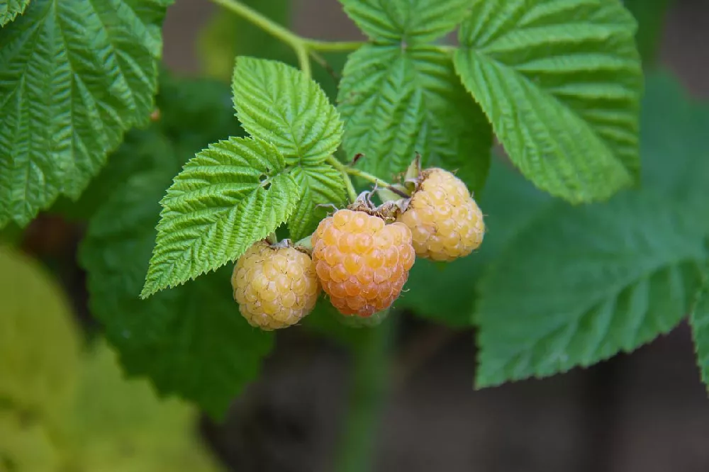 Golden Raspberry 1