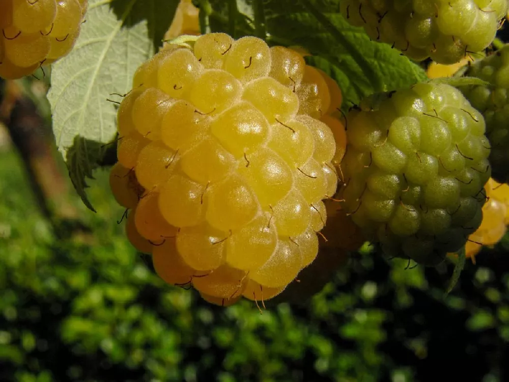 Golden Raspberry close-up