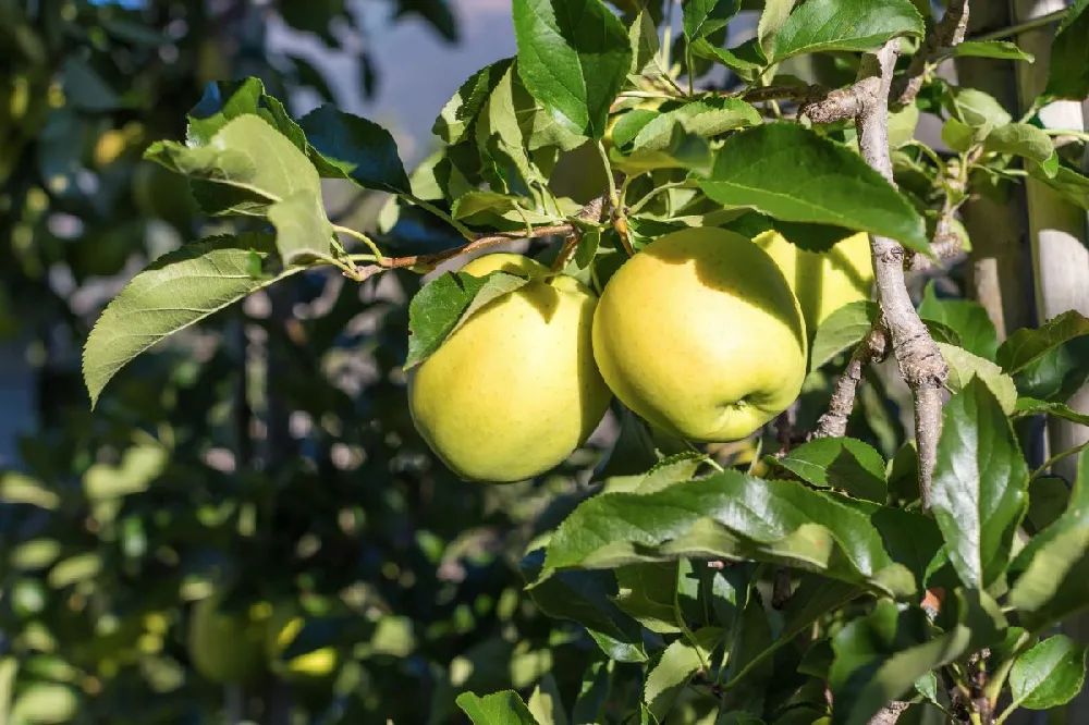 Dorsett Golden Apple Tree