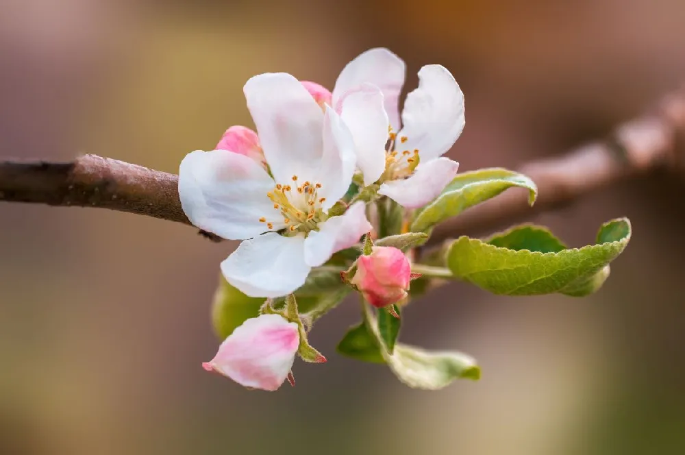 Dorsett Golden Apple Tree