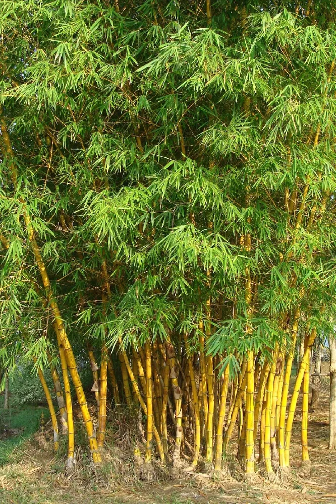 How to Grow and Care for Golden Bamboo Indoors