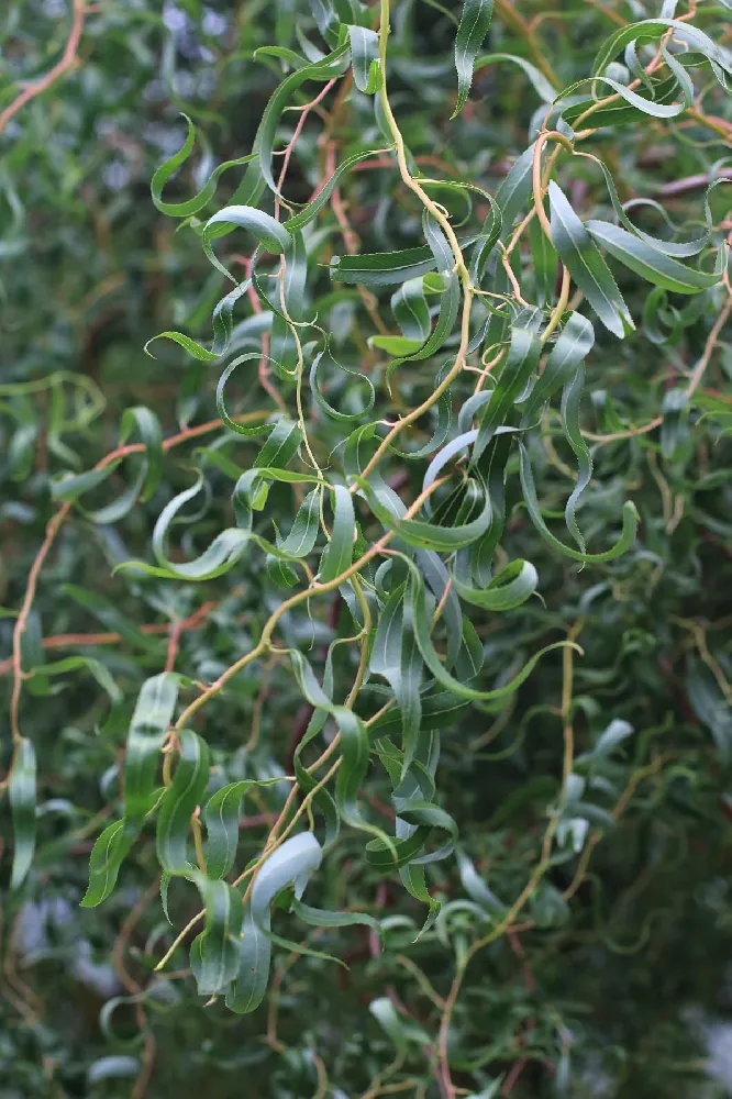 Golden Curls' Corkscrew Willow