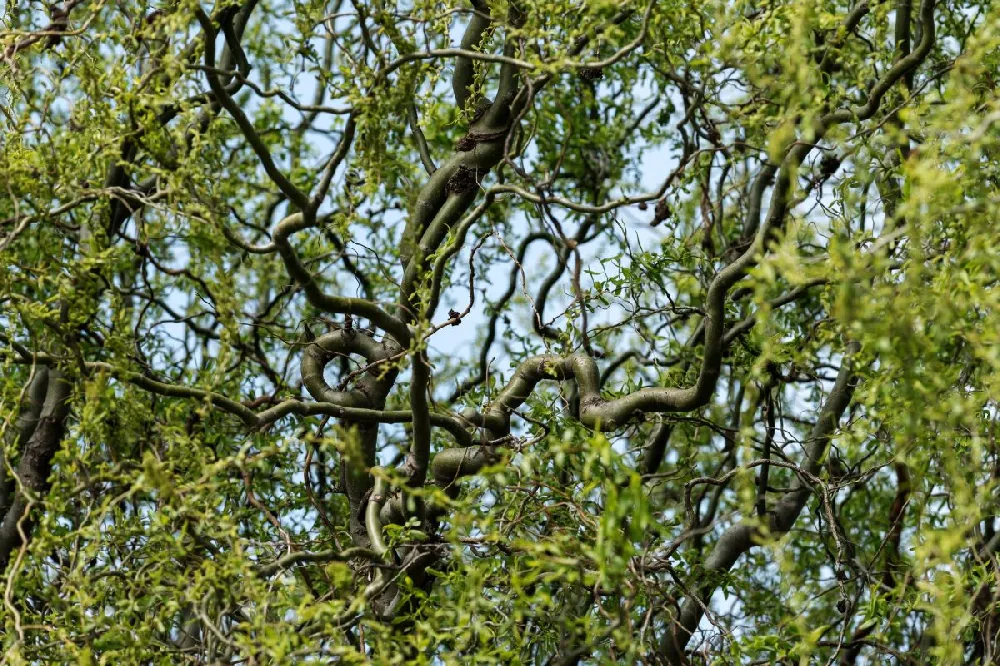 Golden Curls' Corkscrew Willow