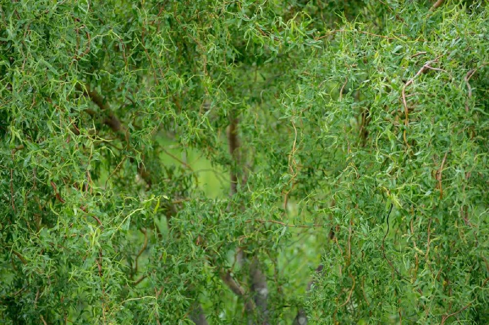 Golden Curls' Corkscrew Willow