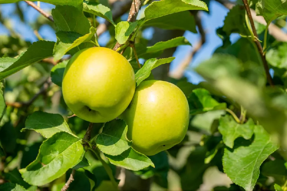 Golden Delicious Apple Tree