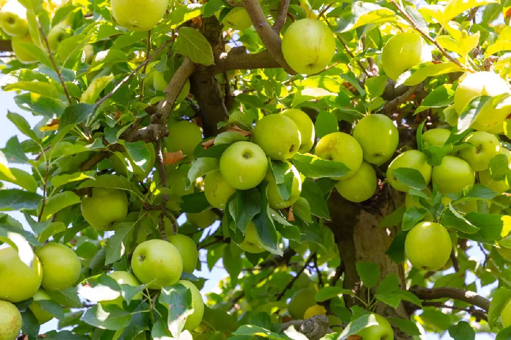 Golden Delicious Apple Tree