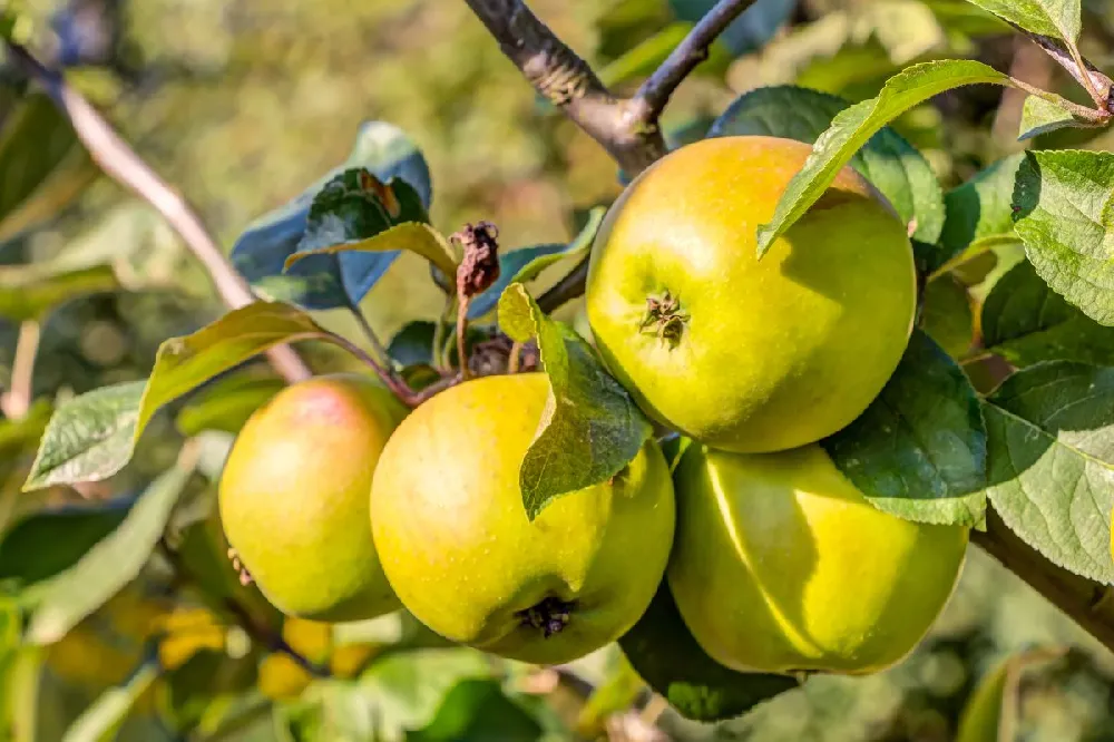 Golden Delicious Apple Tree