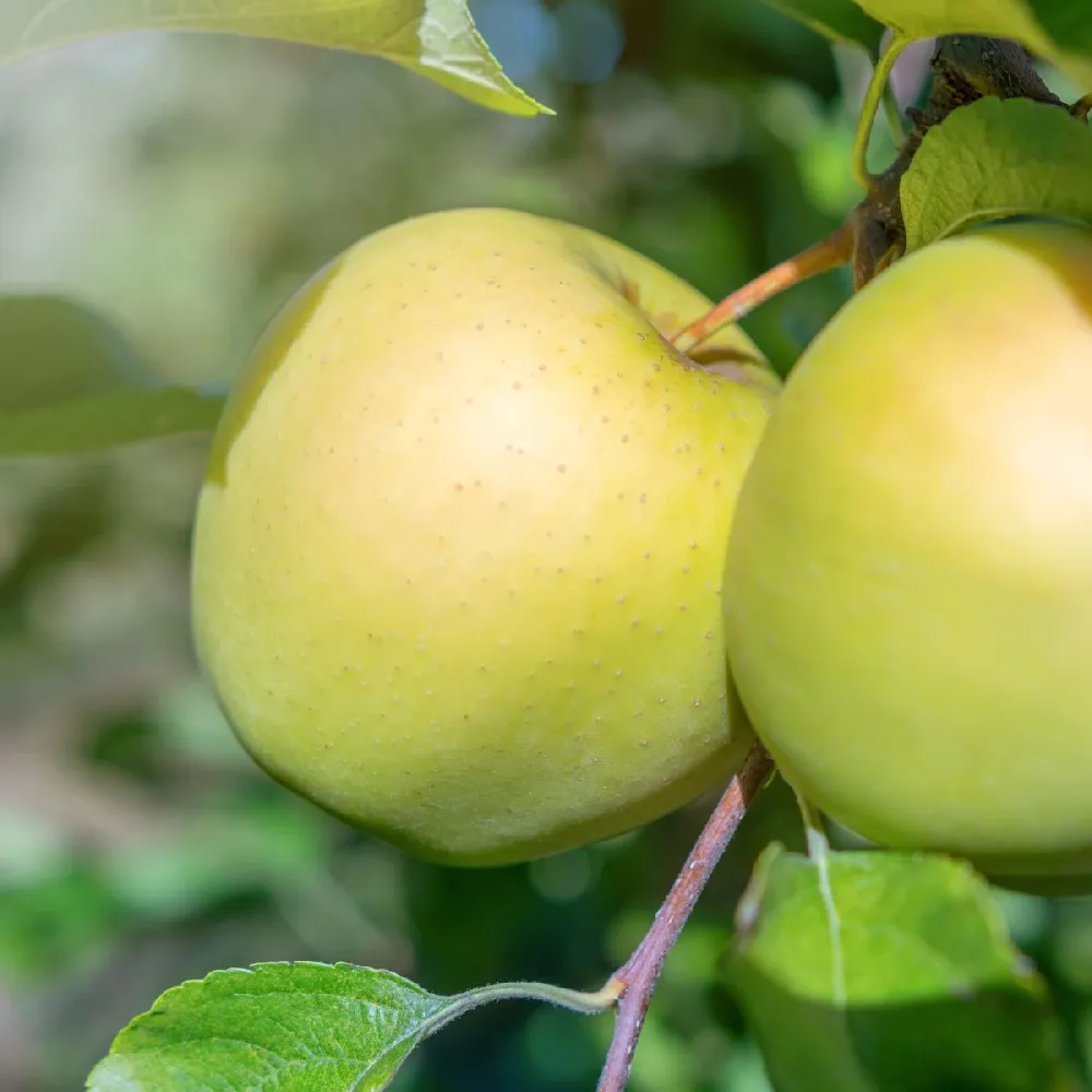 Golden Delicious Apple Tree