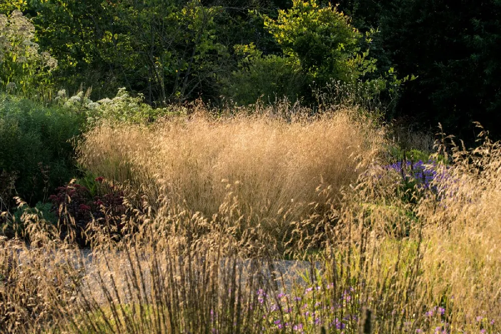 Golden Dew Tufted Hair Grass