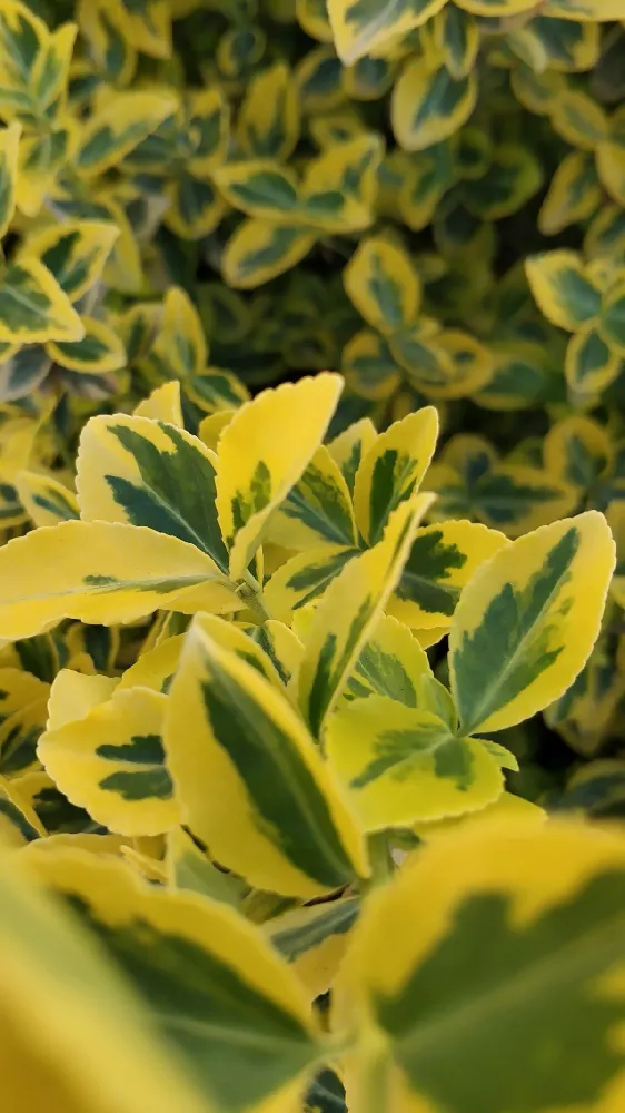 Golden Euonymus Shrub