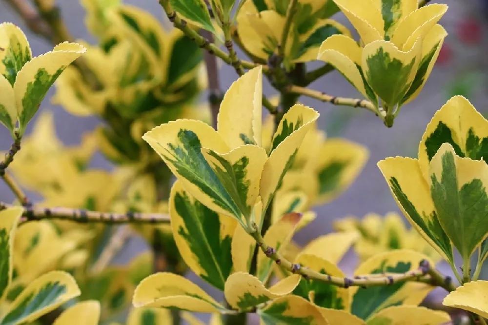 Golden Euonymus Shrub 2