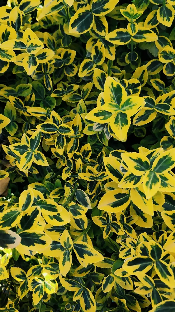 Golden Euonymus Shrub 2