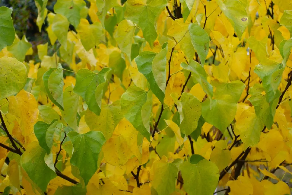 Golden Falls® Redbud Tree