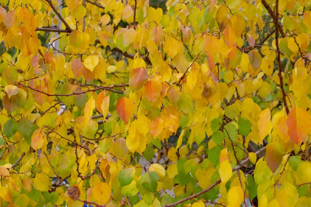 Golden Falls® Redbud Tree