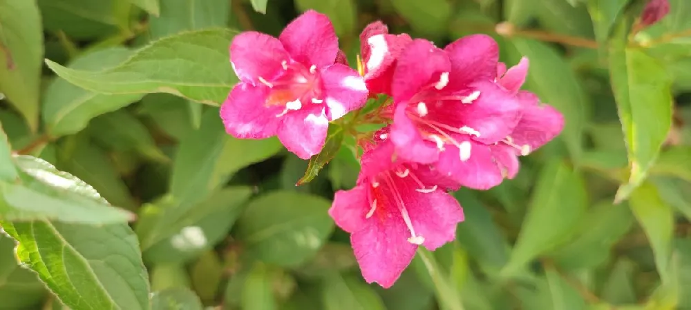 Golden Jackpot® Weigela Shrub