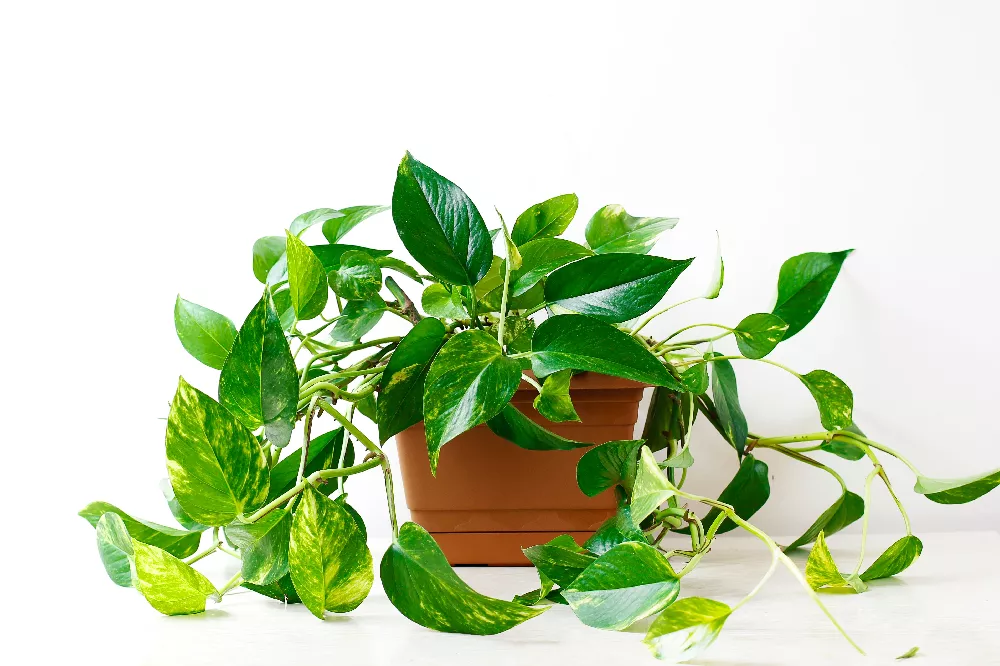 Golden Pothos