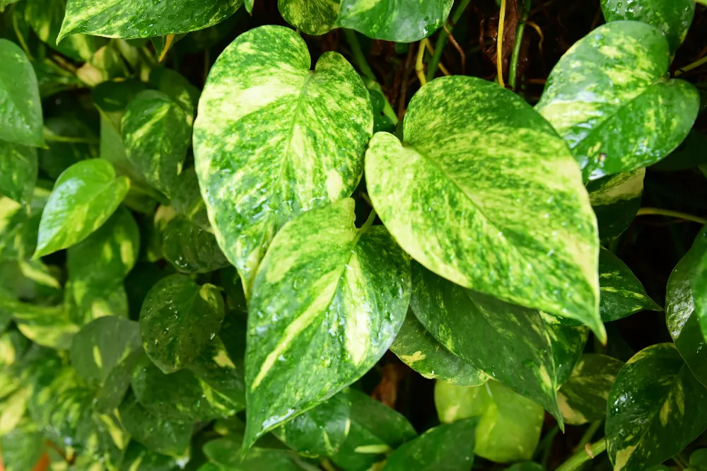 Golden Pothos