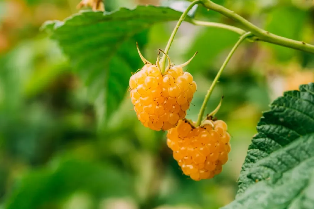 Golden Raspberry Plant - USDA Organic