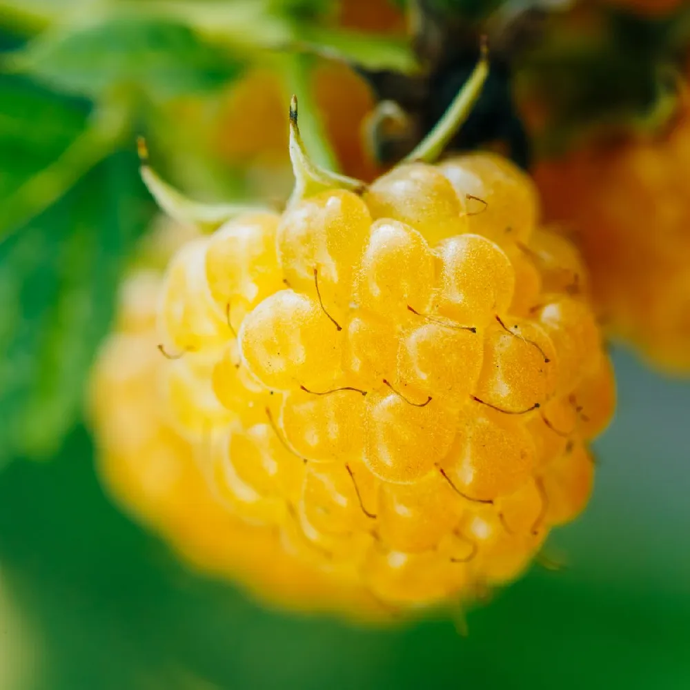 Golden Raspberry Plant - USDA Organic