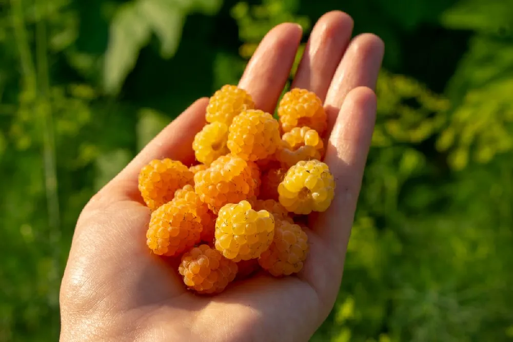 Golden Raspberry Plant - USDA Organic