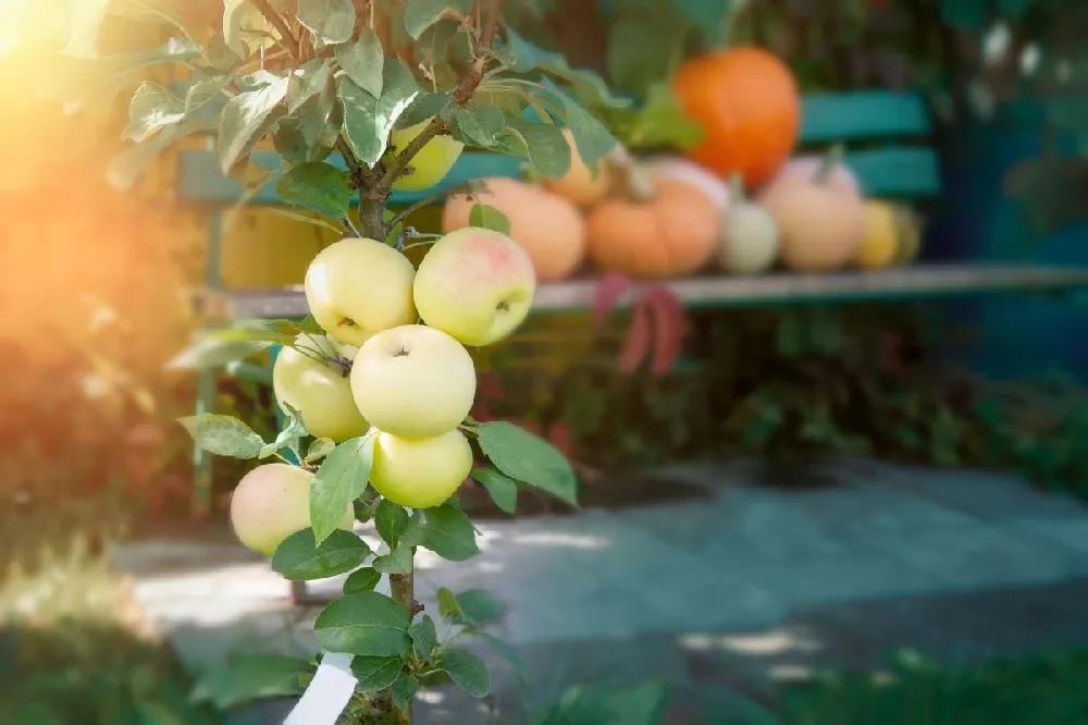 Golden Sentinel Columnar Apple Tree