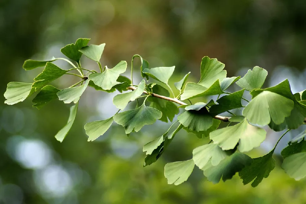 Goldspire Ginkgo dreen leaves