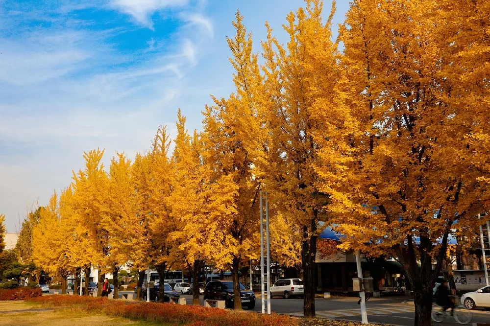 Goldspire Ginkgo Tree