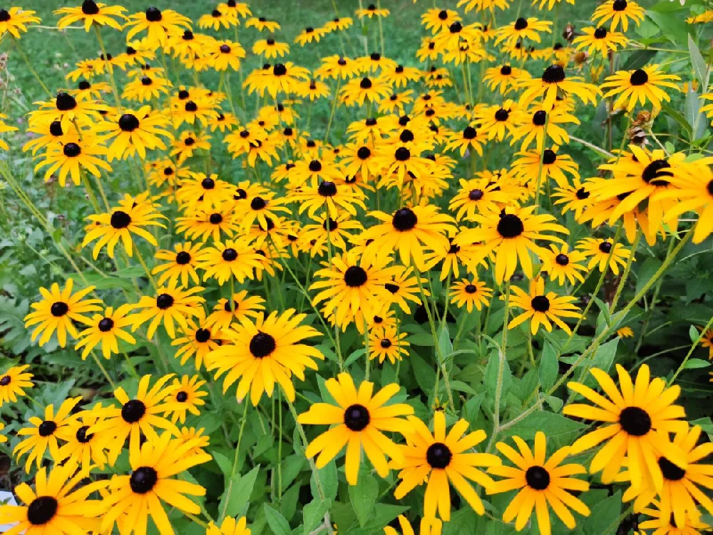 Goldsturm Black-Eyed Susan