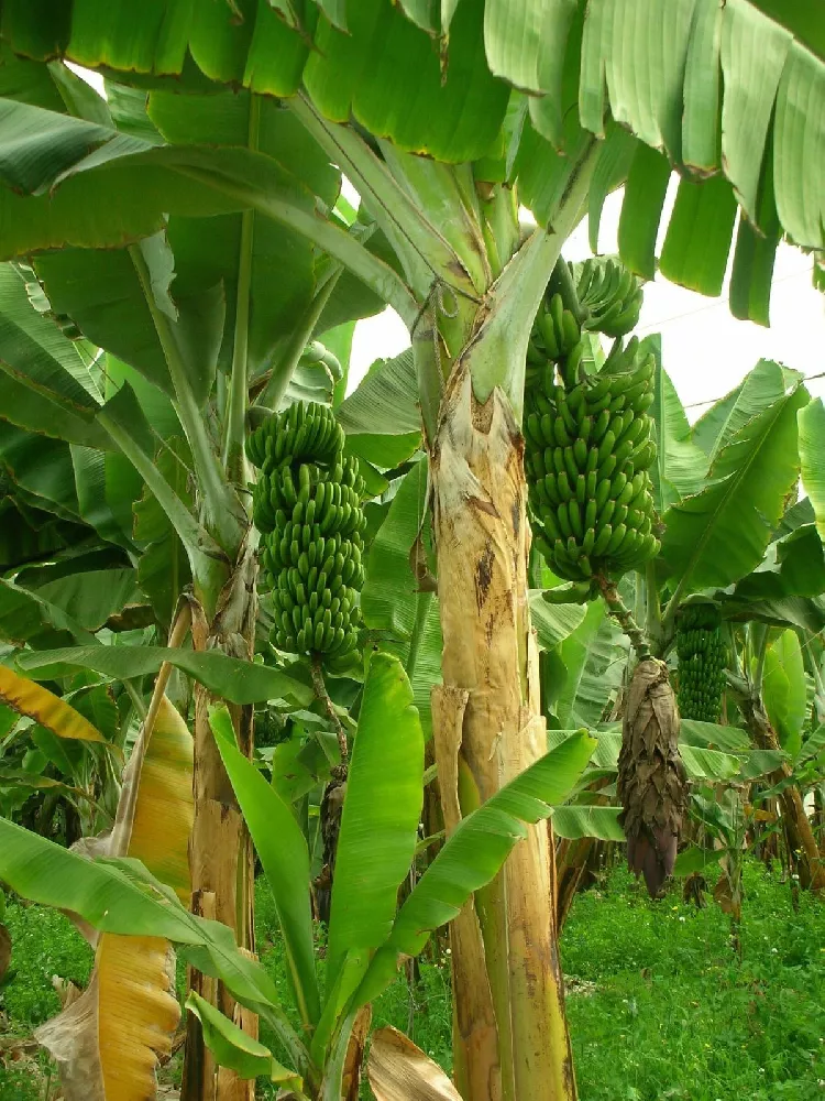 Grand Nain 'Naine' Banana Tree