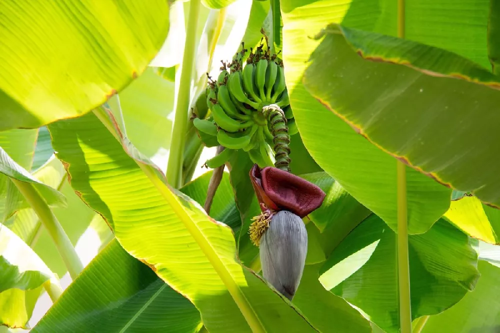 Grand Nain 'Naine' Banana Tree