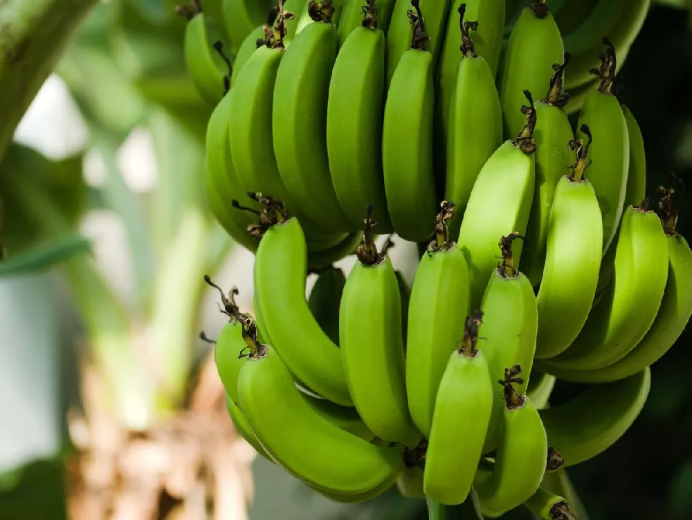 Grand Nain 'Naine' Banana Tree