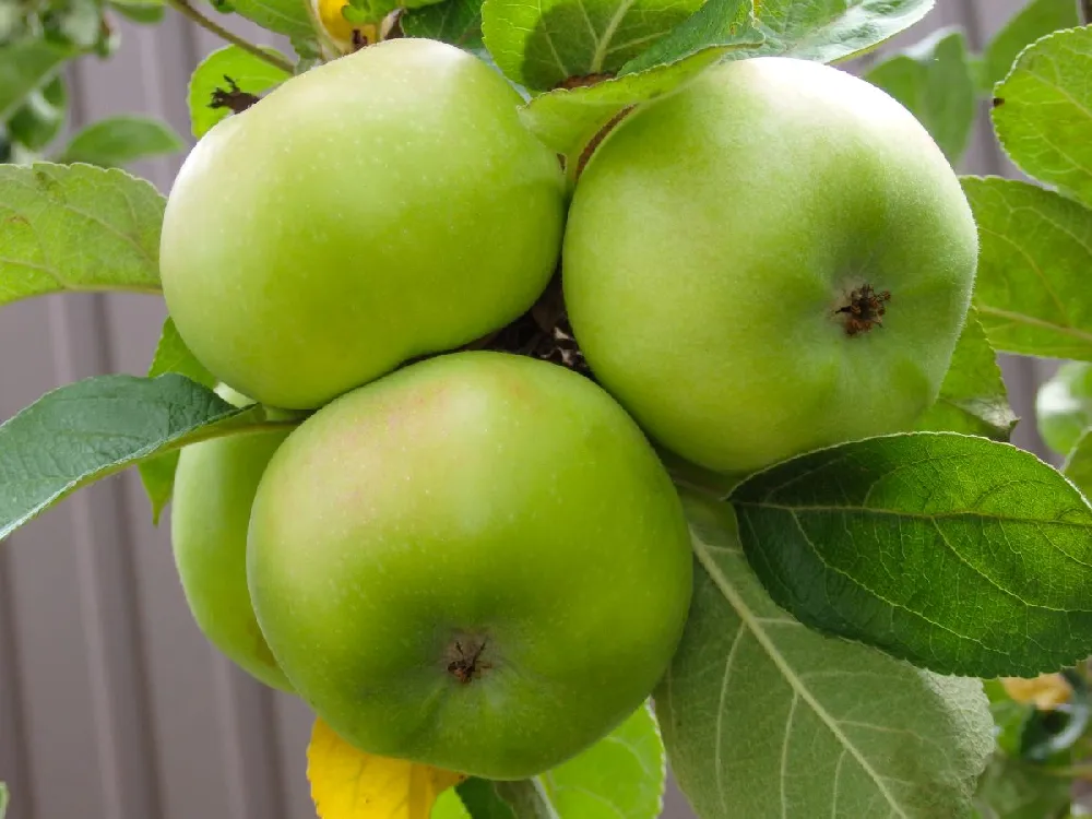 Tangy Green Columnar Apple Tree