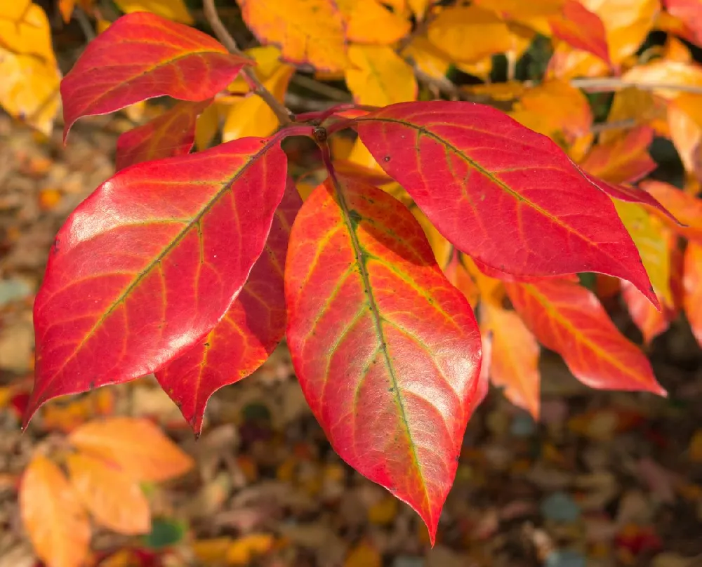 Green Gable™ Tupelo (Black Gum Tree)