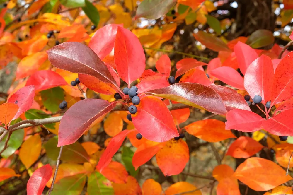 Green Gable™ Tupelo (Black Gum Tree)